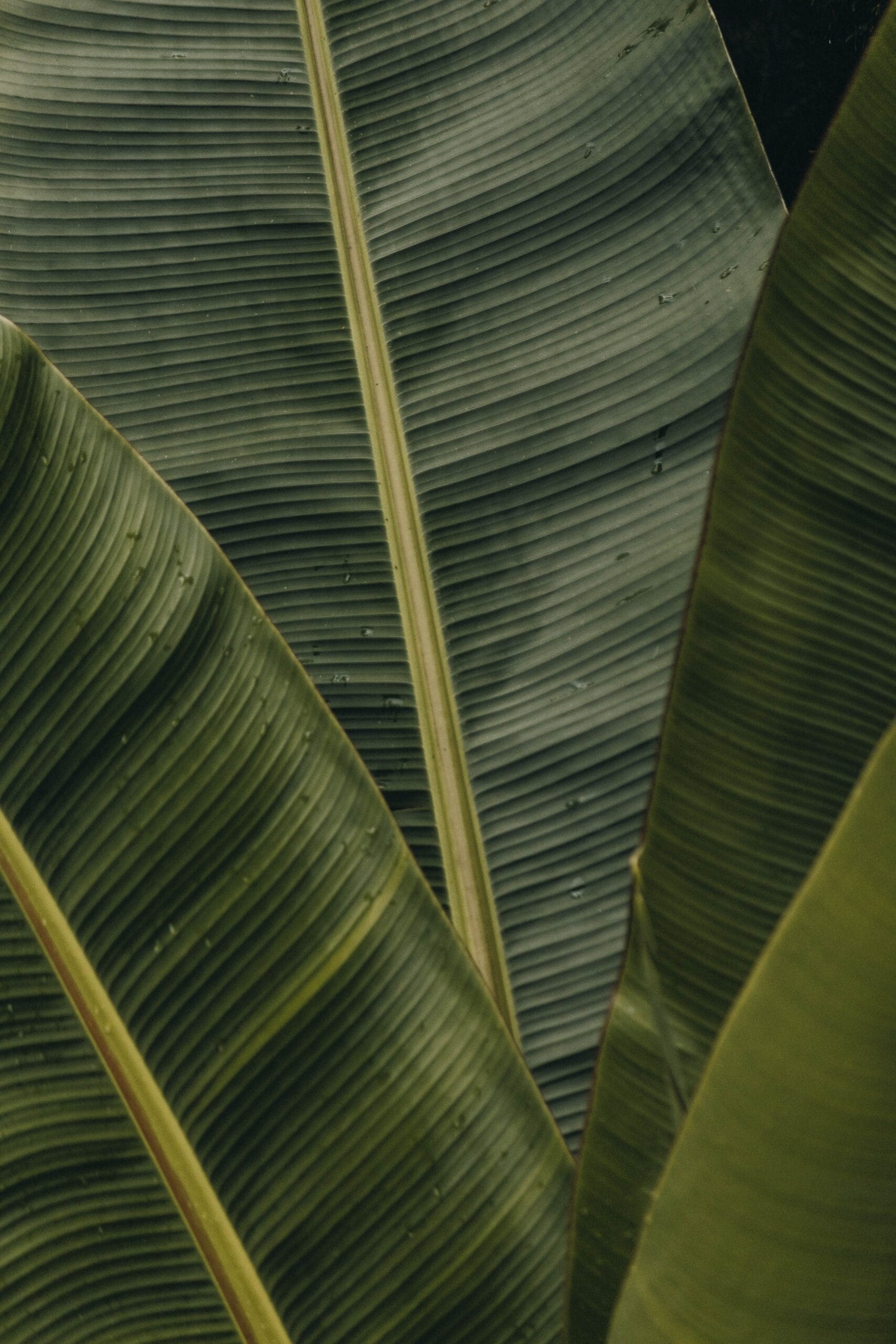 Big Leaves
